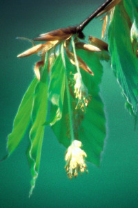 Bachbloesem Beech