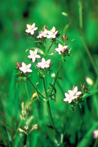 Bachbloesem Centaury