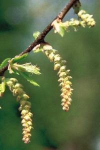 Bachbloesem Hornbeam