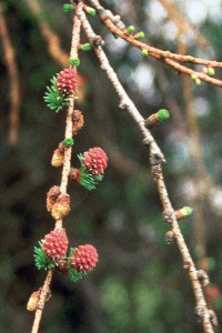 Bachbloesem Larch