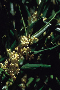 Bachbloesem Olive