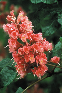 Bachbloesem Red Chestnut