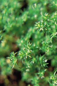 Bachbloesem Scleranthus