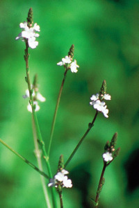 Bachbloesem Vervain