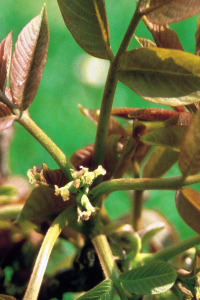 Bachbloesem Walnut
