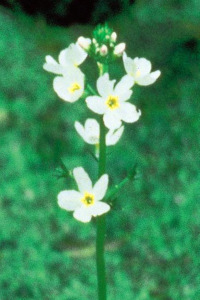 Bachbloesem Water Violet