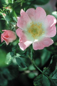Bachbloesem Wild Rose