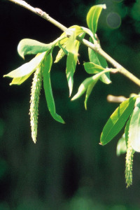 Bachbloesem Willow
